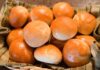 Petits pains au lait