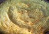 Hachis parmentier aux courgettes